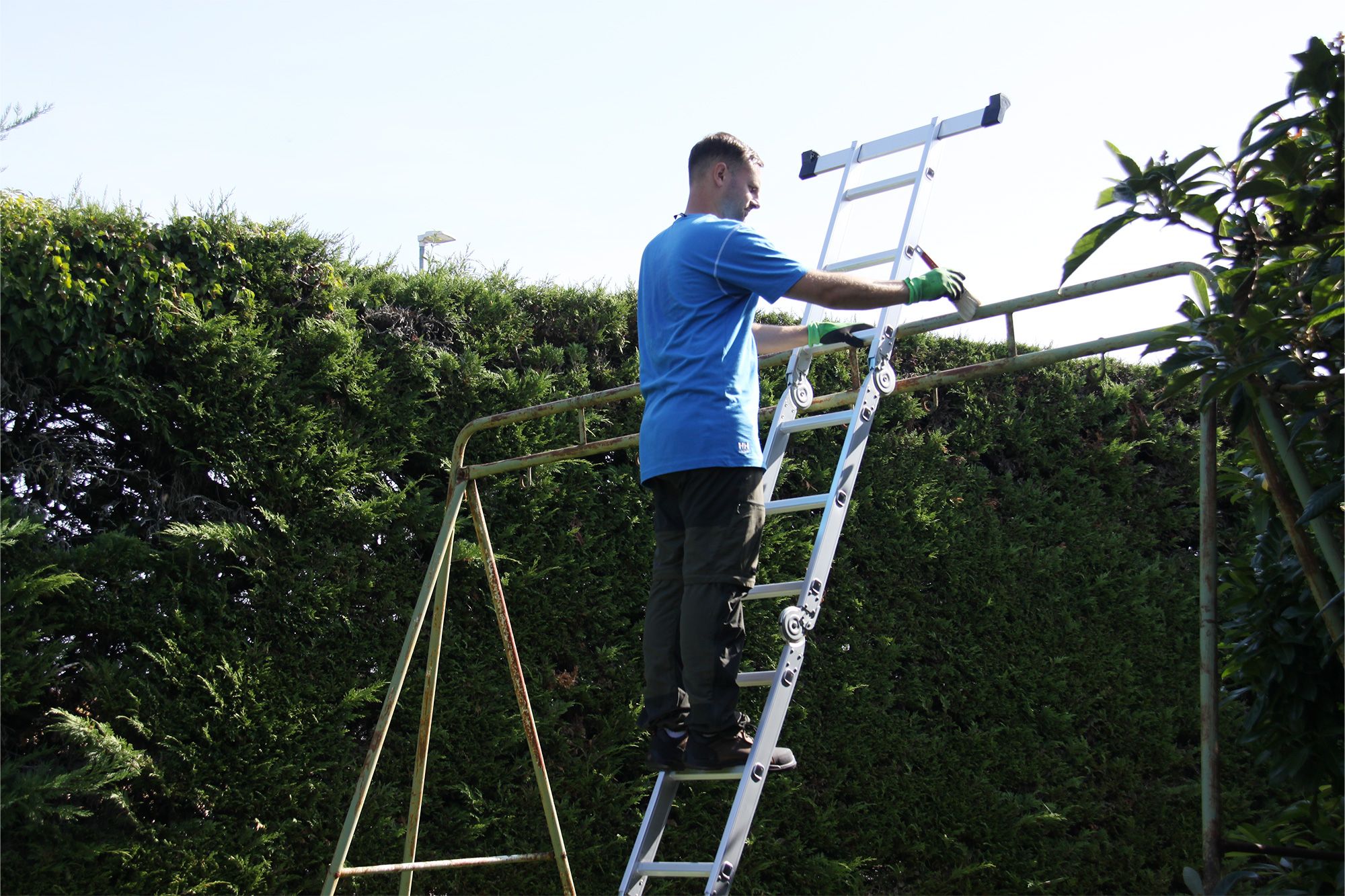 Man on a ladder trimming a tall green hedge outdoors under a clear sky.