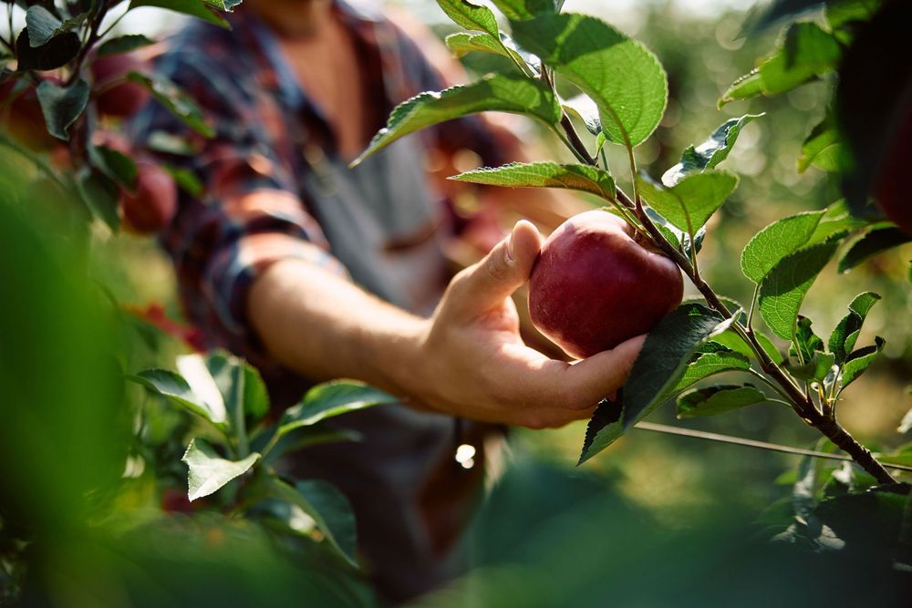 Recolección de fruta
