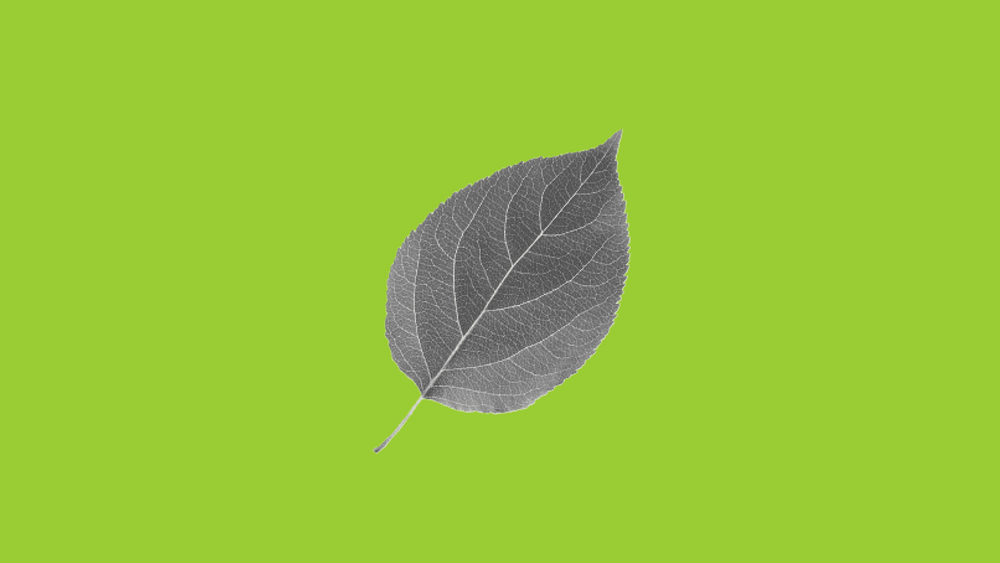 Medio Ambiente